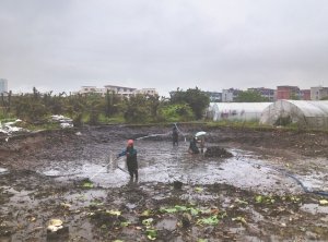振安河道鱼塘清淤